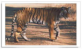 புலி - www.prohithar.com
