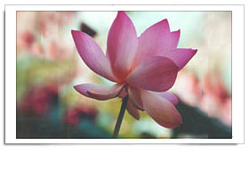 National flower தாமரை மலர் - www.prohithar.com