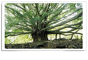 ஆலமரம் - www.prohithar.com
